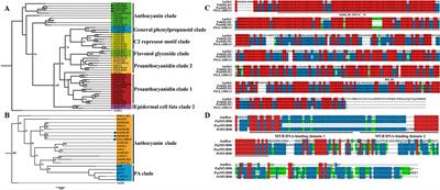 Coexpression of PalbHLH1 and PalMYB90 Genes From Populus alba Enhances Pathogen Resistance in Poplar by Increasing the Flavonoid Content